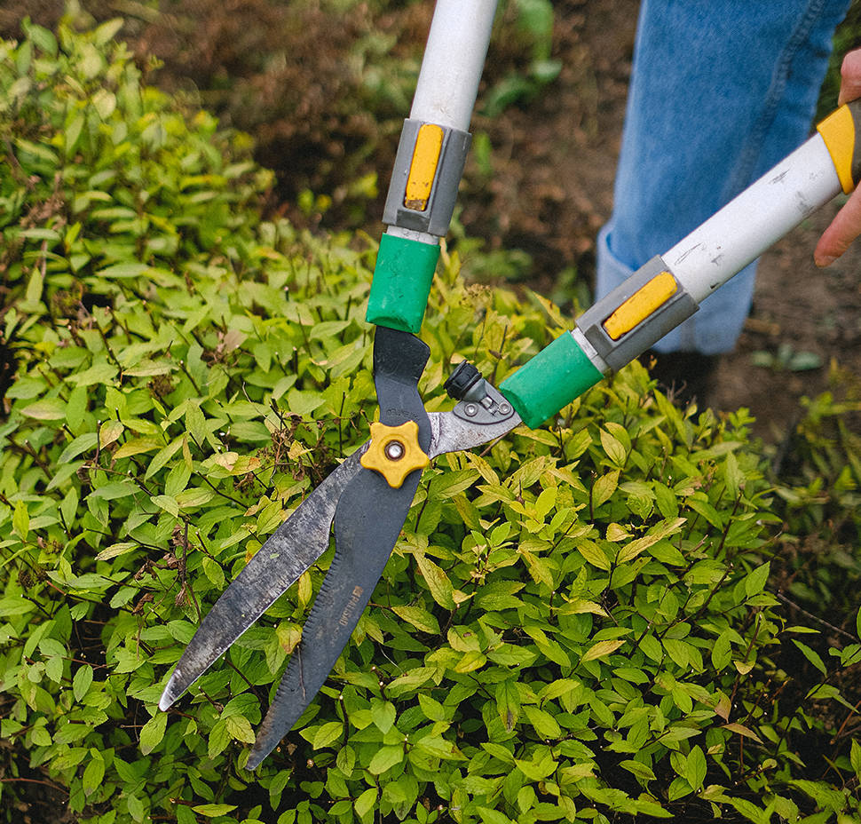 Pool & Garden Maintenance